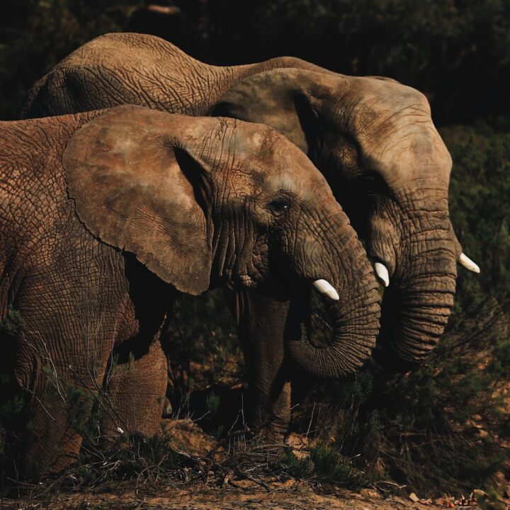Image of an elephant Image courtesy of Isabella Juskova and unsplash.