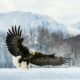 Eagle soaring in the mountains